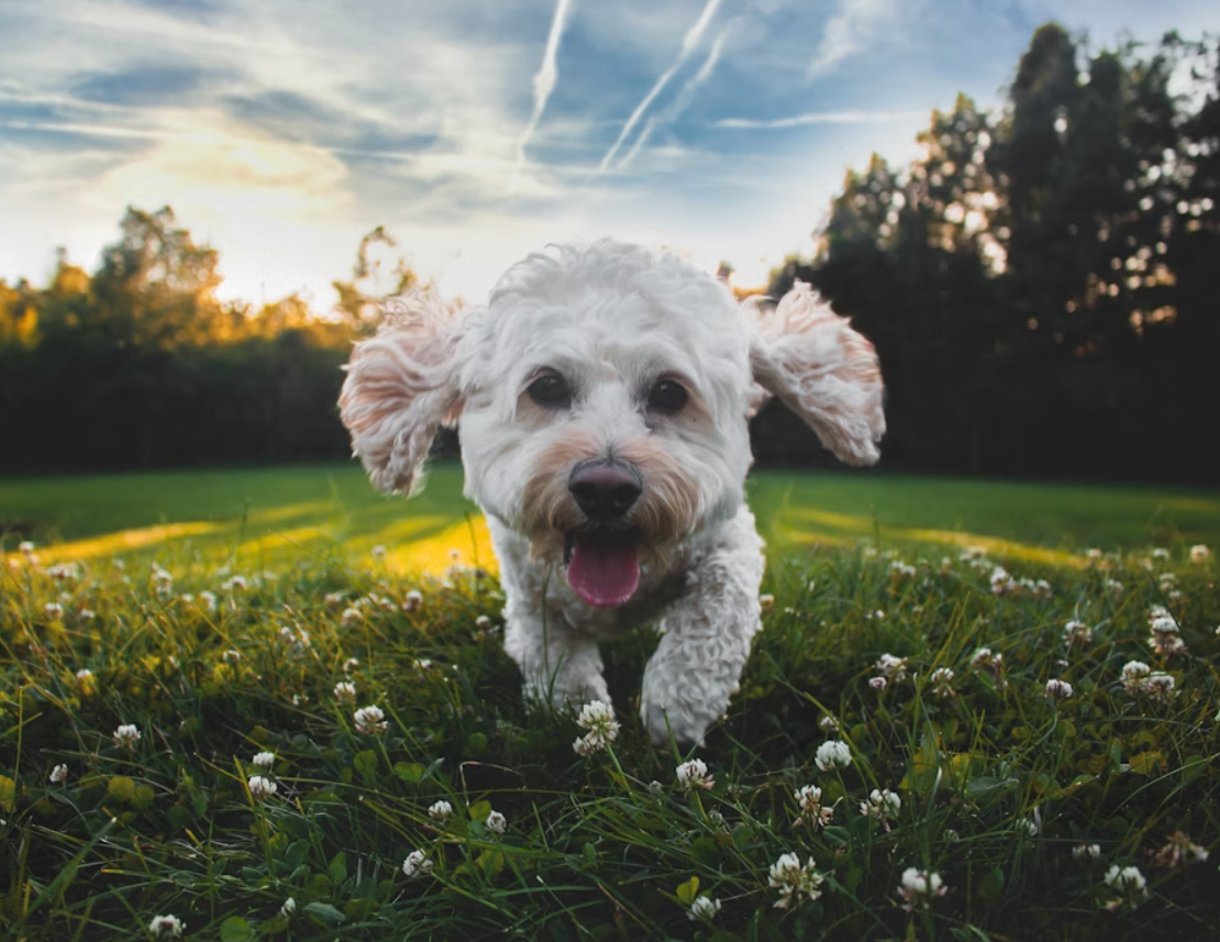 Cão na fazenda